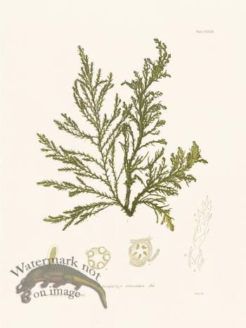 Bradbury Seaweed 131